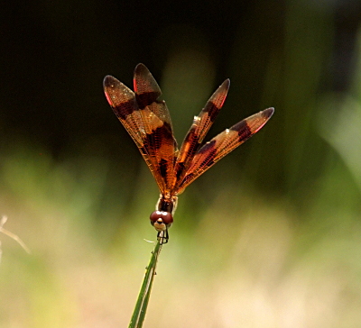 [Front view of a male atop a thin stalk. All four wings are upward between 11 o'clock and 2 o'clock. Several of the psterostigma are such a bright red-orange that they almost appear to be lights. His brown eyes cover most of his head.]